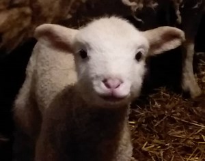 Can Sheep Get Up If They Fall Down? Questions For A Shepherd | Family Farm Livestock