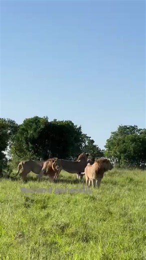 Rongai rockers are in fig tree territory this morning. Olonkera and his brothers are in fig tree territory this morning which is the territory of their uncle/father Oloimina. Oloimina is also in fig tree territory this morning and the two are very close to each other. Credit Richard generally DISCLAIMER: This video is for educational and informative purposes and therfore classed as educational or informative content under section 107 of the copyright act #fyp #justiceforalllions #MasaiMara #wild