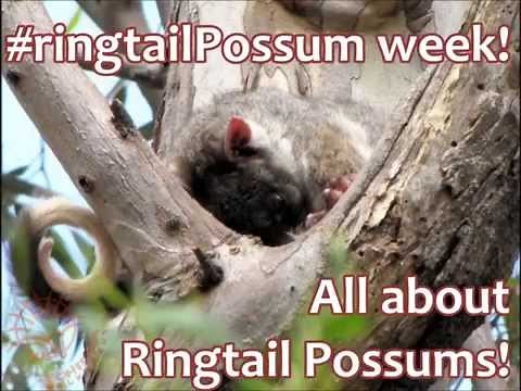 All about Ringtail Possums in the wild