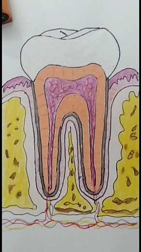 How to Draw Human Tooth(Molar) Parts of Tooth Easy Steps #anatomysketch #medicalart #drawing #art