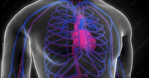 heart pulse 3D , heart scan, human body scan, heart scan, medical screen, blood circulation, medical tests