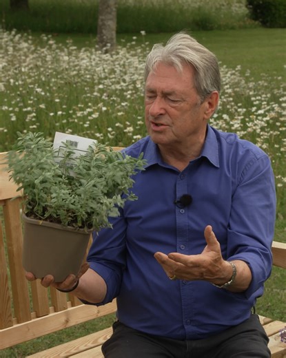 Helianthemum, the rock rose, is a fantastic evergreen for the front of your beds. ☀️🪨🌹 It’s a great choice for dry, arid, rocky conditions, as long as the soil is well-drained. #Helianthemum #RockRose #DroughtGardening | Gardening With Alan Titchmarsh
