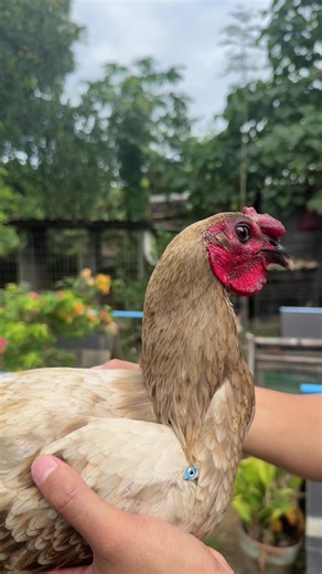 Understanding Hyena Breeding Habits