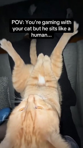 Cat Playing Games: Let Your Cat Join the Fun!