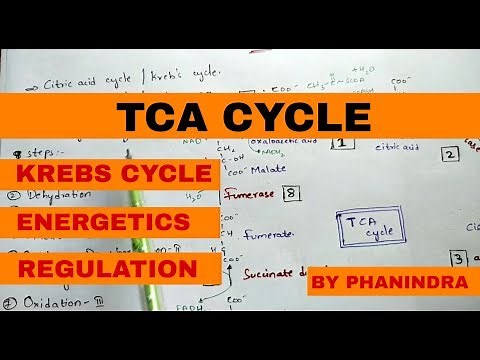 TCA cycle [ WITH STRUCTURES ] l Krebs cycle | Citric acid cycle (CAC) | Energetics | Regulation