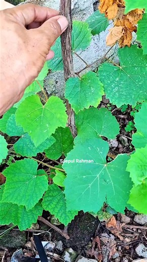 480K views · 2.7K reactions | Grafting anggur (atau grafting tanaman...