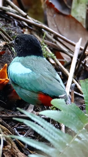 Beware the Poisonous Hooded Pitohui Bird! 🦜 #PoisonousBird #NatureDefense #shortsfeed
