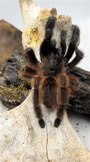 Ty Randall on Instagram: "Meet one of the most striking arboreal tarantulas out there—Psalmopoeus victori, better known as the Darth Maul tarantula. And trust me, this name isn’t just for show. With their bold red-and-black patterning, they look like they walked straight off a Star Wars set and into your enclosure. Native to Mexico, this species is still pretty new to the hobby, which makes them extra exciting for collectors. They’ve got that classic Psalmopoeus speed and attitude, but also an u