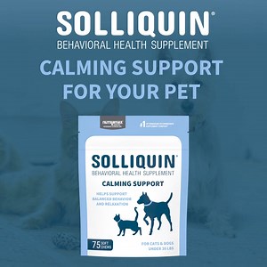 From the #1 Vet Recommended Supplement Company. Helps support behavioral health. | Nutramax Laboratories Veterinary Sciences, Inc.