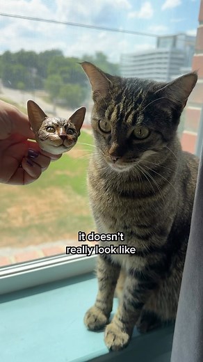 Safiya Nygaard | buying custom cat products 🐱 #catsofinstagram | Instagram