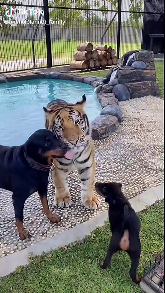 #animals #tiger #dog #wildlife #zoo #protection #cutepet #fypシ #bigcat #dailyvlog #123PandoraME #foryoupage