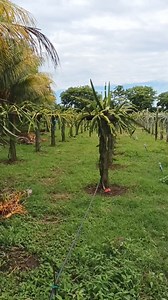 Cultivo de pitahaya | Todo sobre huertos