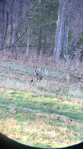 Hve you ever seen a buck with haunches this black? | Oak Creek Whitetail Ranch