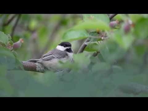 Black-capped Chickadee “Chick-a-dee-dee-dee” Call | Iconic Bird Sound