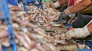 BUMN Perikanan Ini Targetkan Serap Ikan Tangkapan Nelayan 14 Ribu Ton di 2023 - Tribunnews.com