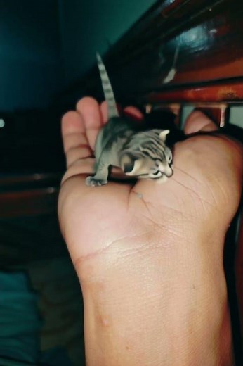 Mini Kittens #cat #shortvideo #cats #catvideos