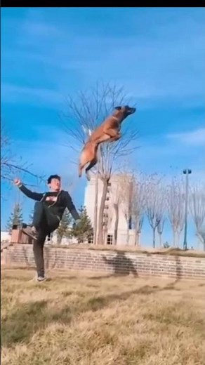 INSANE Dog Jumps You Won’t Believe! 🐕🔥 | Ultimate Canine Athleticism.