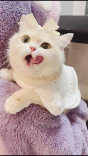 Most Beautiful Cutie 🐈🥰❤️‍🩹🎥#cat #cute #shorts #shortsfeed #trending #funny #viral #meow #pets #cats