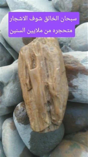 Fossilized trees from millions of years ago