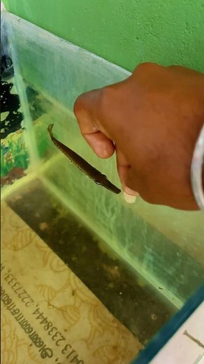 பெயர் வைக்கலாமா 🐊 🥳 | alligator gar | balasvoyage