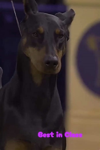 Proud Moment for Penny the Doberman at Westminster