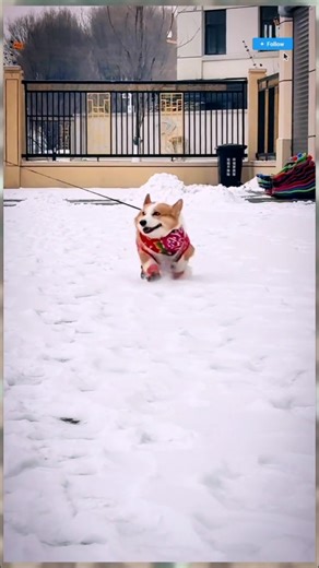 happy today too 🥰🥰🥰 #cat #cutecat #funnydogs #pets #cutepets #petcomedy #shorts #dog #puppy#dogbreed