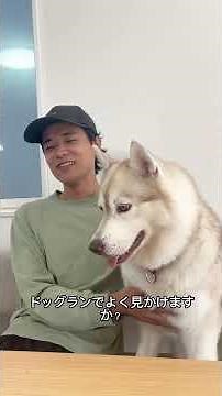 犬種当てクイズ