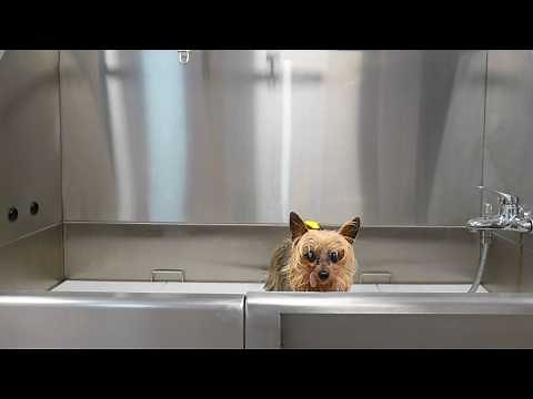 Grooming the World's Smallest Chaos Gremlin (3lb Rescue Dog Glow-Up)