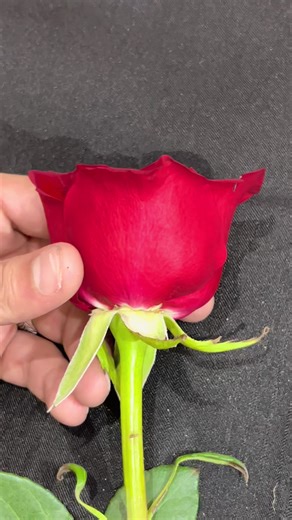 متابعة الحسابات ودعمها في الوطن العربي