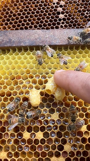 Removing 3queen cells out of beehive #insect #animal #bee #honey #farm #natural #beekeeping | Savasta