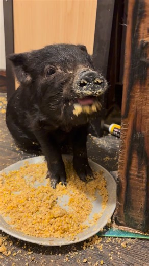 Dusty Housecat on Instagram: "Little puffin is finally eating pig food! #housepig #kunekunesofinstagram #atagustyrate"
