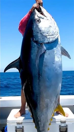 Fishermen Use Genius Bait Trick to Catch Hundreds of Tuna Fish in Open Sea | Smart Fishing Technique