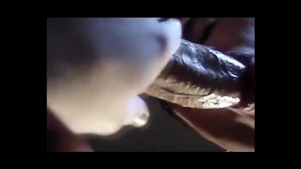 Compilation - Twink Blowjobs From Below