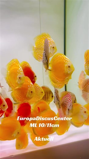 europadiscuscenter (@europadiscuscenter)’s videos with Romantic - Official Sound