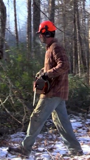 Restoring Forest to Lower Fire Risk on Lake Superior North Shore