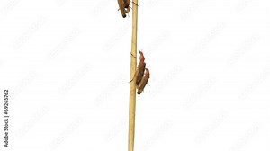 common red soldier beetles copulating and walking on a branch