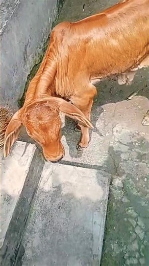 বাছুরের স্বাস্থ্য ভালো রাখার জন্য করণীয় #virelreelsシ #mychannel #khamari #motivation #animallovers