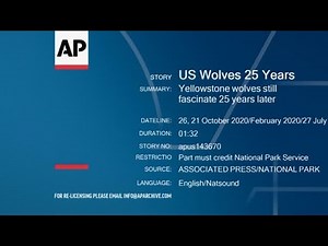 Yellowstone Park wolves still fascinate decades
