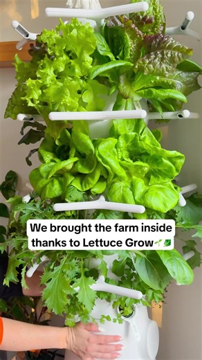 5.9K views · 14 reactions | Forget grocery store ‘fresh’. The Farmstand lets you grow real, fresh ingredients year-round — right in your home.  Grow restaurant-quality produce at home  Self-watering system means effortless harvests ☀️ Thrives in natural sunlight — no green thumb needed  Pick crisp greens and herbs just steps from your kitchen | Lettuce Grow | Facebook