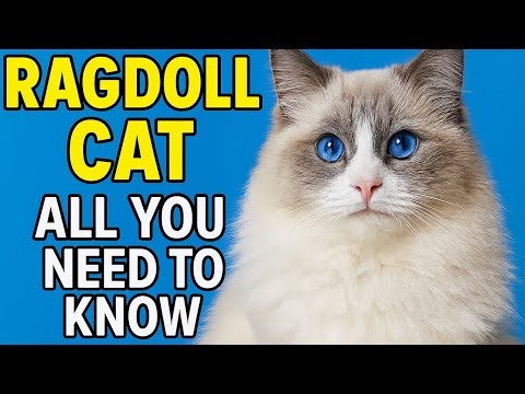 The Ragdoll Cat | Full guide