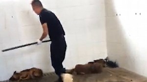Shocking footage shows Chinese officer beating dogs to death