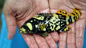 Raising a 1000lb grouper - it starts here