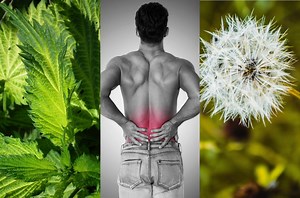 Conoce las 4 hierbas medicinales para limpiar los riñones en poco tiempo