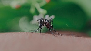 Number of mosquito days continues to grow in the Quad Cities
