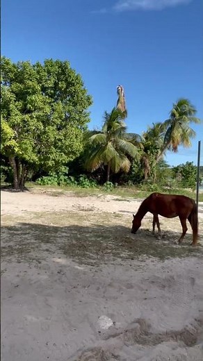 There are more wild horses on the island of Vieques Puerto Rico than people 🐎 🇵🇷