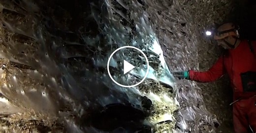 Scientists Discover Colossal, Stinking Spider Web in Pitch-Black Cave