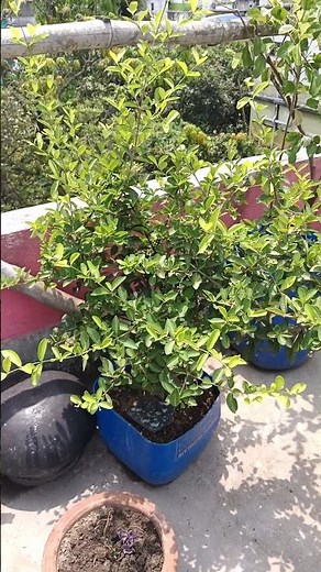 how to grow cherry 🍒 plant at home in pots ⁉️