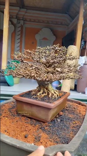 KECIL KECIL PEDESNYAAA 😍😍😍 Mr. Dex Joss #short #shorts #shortsfeed #bonsai #bonsaitree