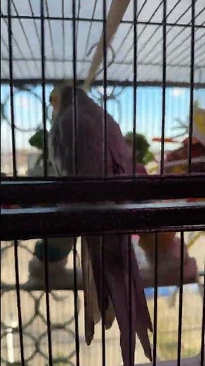 How I set up my #cockatiel cage