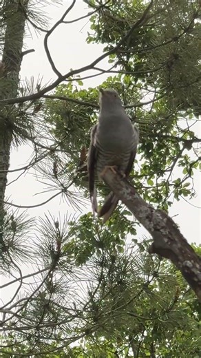 Cuco Cuculus canorus cantando en hide el venero de los rabilargos
